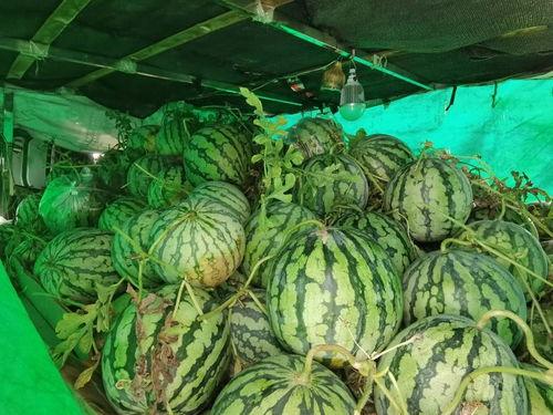 朝阳号外官网免费吃瓜